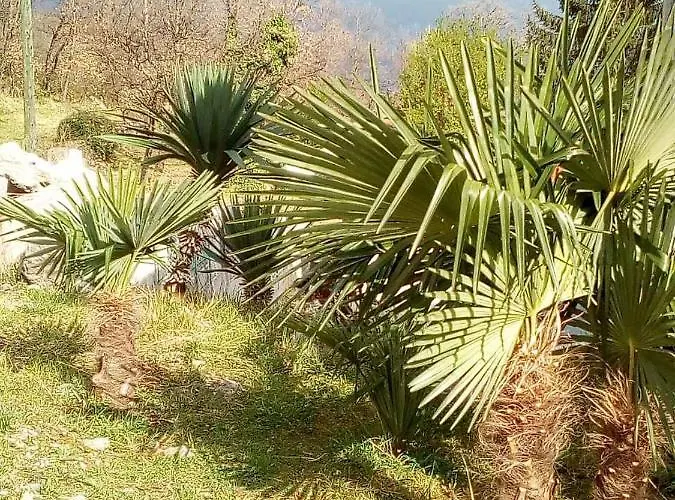 Susanj أوباتيا